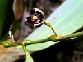 Bayleaf Bowl-Flower
